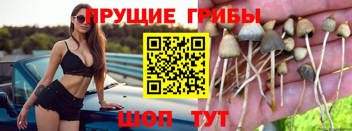 Псилоцибиновые грибы Psilocybe Печора